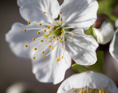 Beyaz çiçekler Apple, yakın çekim