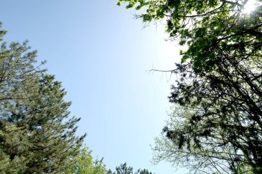 Gökyüzüne aşağıdan görünümünde ağaçlarının dalları