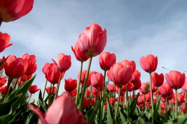 Gökyüzü, Çiçek Lale görüntülemek aşağıdan