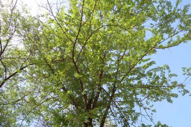 Gökyüzüne aşağıdan görünümünde ağaçlarının dalları