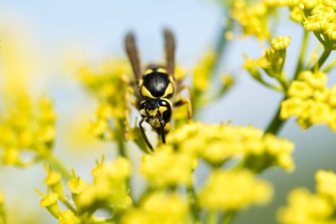 WASP sarı bir çiçek üzerinde Kapat