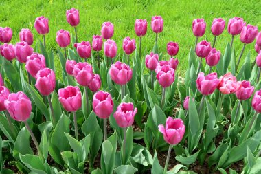 Mor laleler, yeşil çim