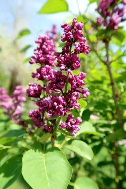 Leylak, çiçekler bahar