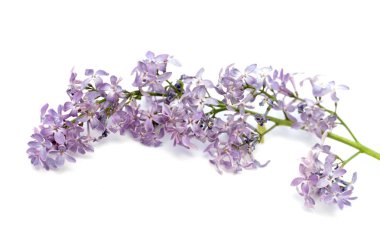 Beyaz arkaplanda leylak çiçekleri