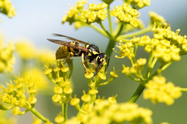 WASP sarı bir çiçek üzerinde Kapat
