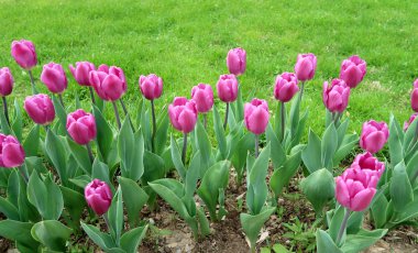 Mor laleler, yeşil çim