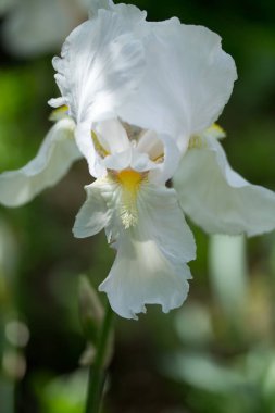 Aslanağzı majus, beyaz çiçek