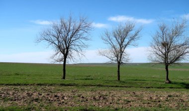 Yeşil çayır çimen ekilebilir, bahar