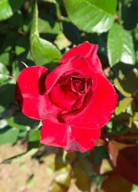 Baharda büyüyen kırmızı gül çiçek