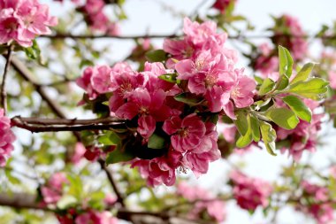 Pembe çiçekler elma, bahar