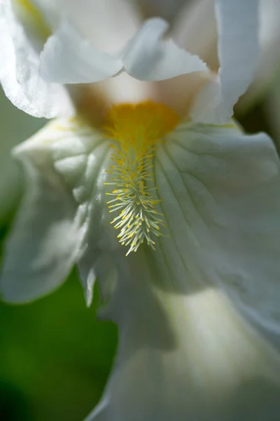 Aslanağzı Majus Beyaz Çiçek — Stok fotoğraf