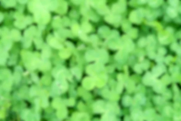 Sfondo Trifoglio Verde Sfocato — Foto Stock