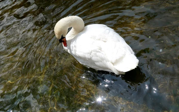 Weißer Schwan Wird Wasser Geputzt — Stockfoto