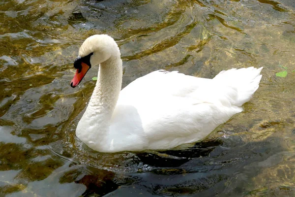 白い白鳥を水で洗浄します — ストック写真