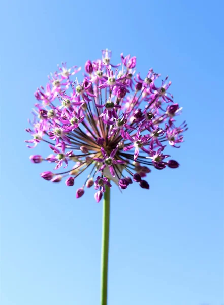 Close Garlic Purple Flower — Stock Photo, Image