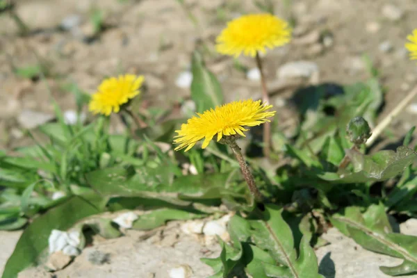 Dandelion Yellow Flowers Green Grass — Stock Photo, Image