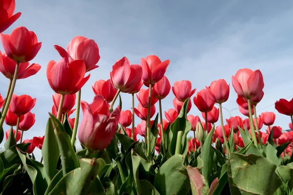Gökyüzü, Çiçek Lale görüntülemek aşağıdan
