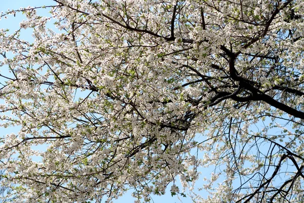 Meyve ağaçları, beyaz çiçek çiçeklenme