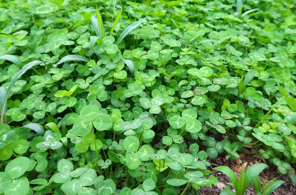 Bright Green Clover Background — 스톡 사진