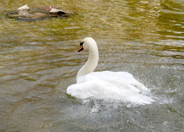 White Swan Cleaned Water — Stock Photo, Image