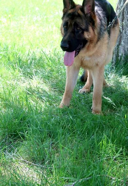 German Shepherd Dog Green Grass — Stock Photo, Image