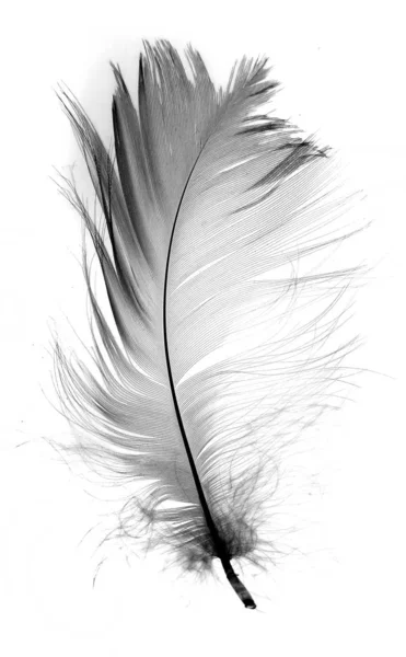 Beyaz Tüy Beyaz Zemin Üzerine Izole — Stok fotoğraf
