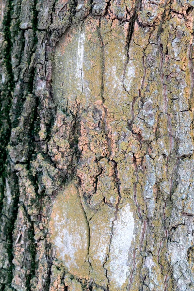 Écorce Grise Une Texture Arbre — Photo