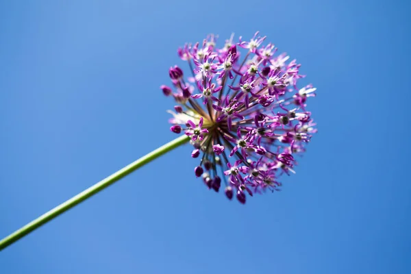 Close Garlic Purple Flower — Stock Photo, Image