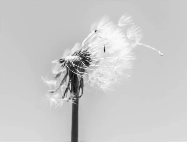 Dandelion Black White Background — Stock Photo, Image