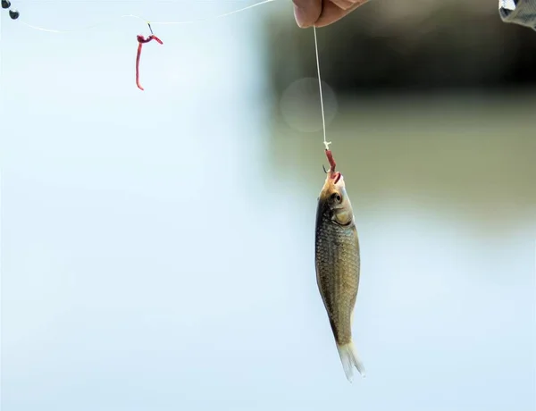 Petit Poisson Sur Hameçon — Photo