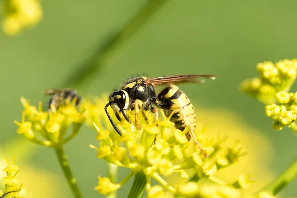 Wasp Een Gele Bloem Close — Stockfoto