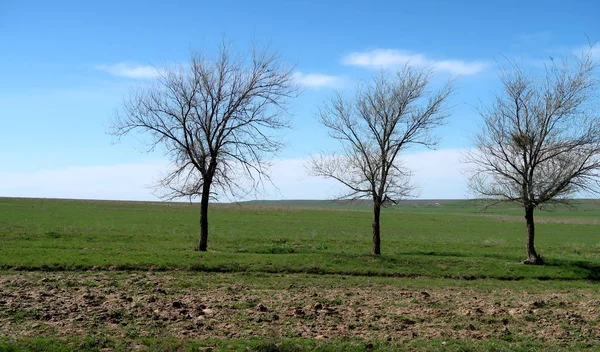Yeşil çayır çimen ekilebilir, bahar
