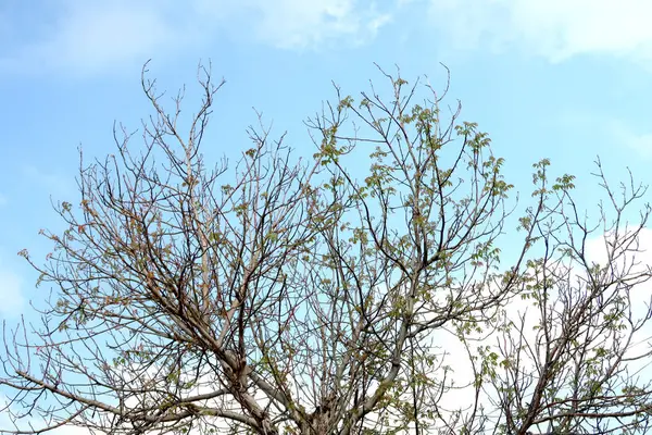 Frühling Bäume Ohne Blätter Gegen Den Himmel — Stockfoto