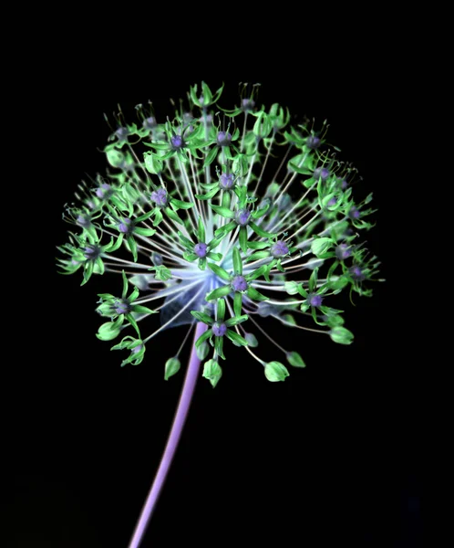 Garlic Flower Decorative Black Background — Stock Photo, Image