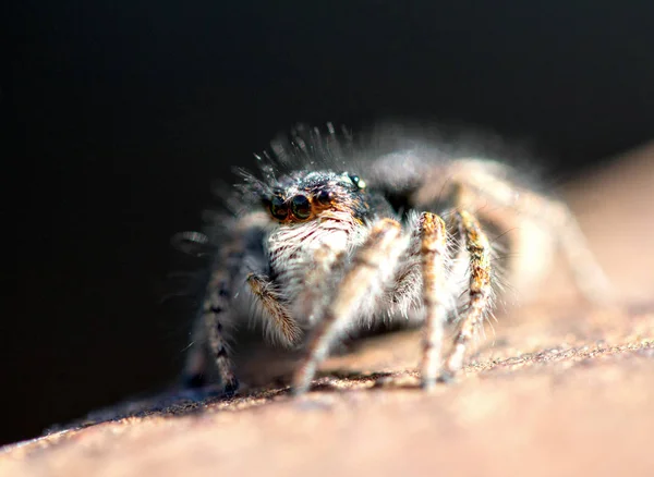 Spider Close Macro Faune — Photo