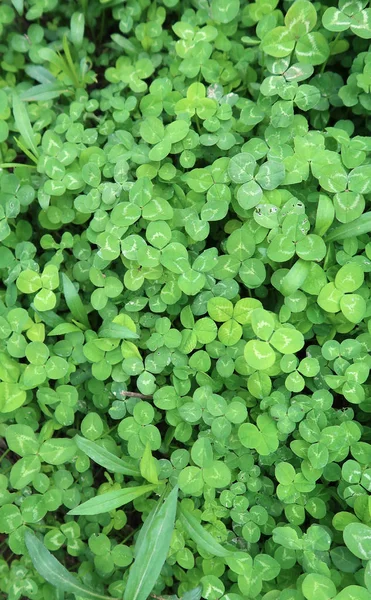Bright Green Clover Background — Stock Photo, Image