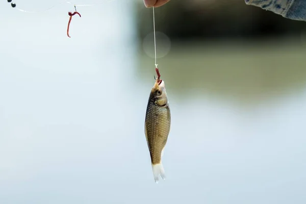 Peixe Pequeno Anzol — Fotografia de Stock