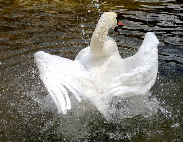 Cisne Branco Limpo Água — Fotografia de Stock