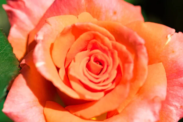 Fleurs Oranges Roses Dans Nature Photos De Stock Libres De Droits