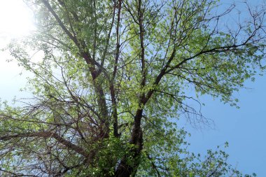 Gökyüzüne aşağıdan görünümünde ağaçlarının dalları
