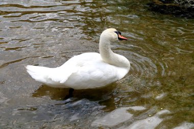 Beyaz Kuğu suya temizlenir