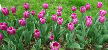 Mor laleler, yeşil çim