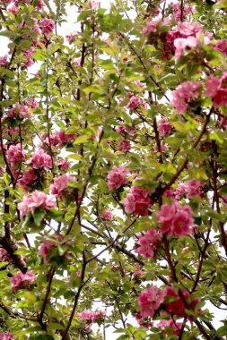 Pembe çiçekler elma, bahar