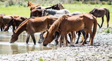 At sürüsü nehrin yanında bir sulama yerde bahar