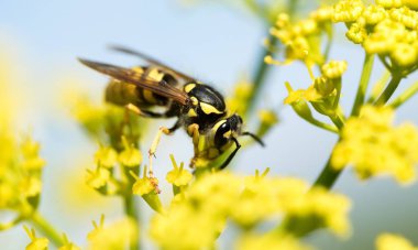 WASP sarı bir çiçek üzerinde Kapat