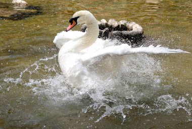 Beyaz Kuğu suya temizlenir