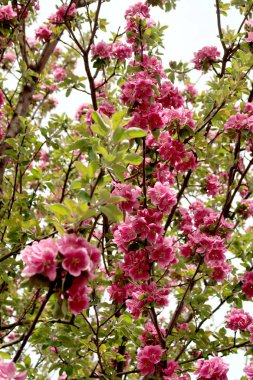 Pembe çiçekler elma, bahar