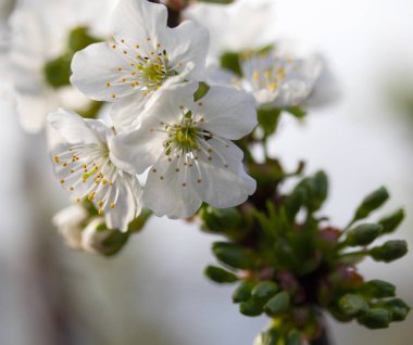 Beyaz çiçekler Apple, yakın çekim
