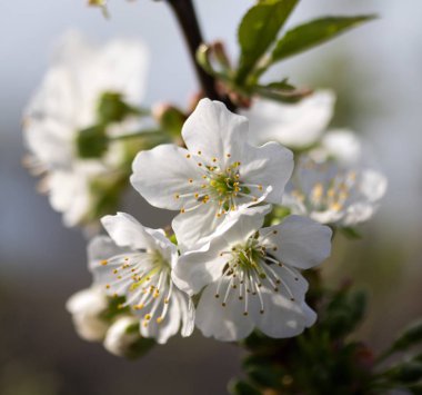 Beyaz çiçekler Apple, yakın çekim