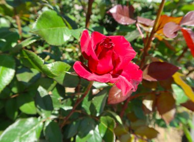 Baharda büyüyen kırmızı gül çiçek